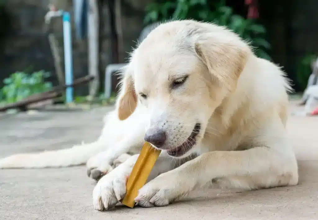 the best natural dog chewing sticks